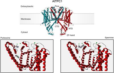 Modulation of Ion Transport Across Plant Membranes by Polyamines: Understanding Specific Modes of Action Under Stress